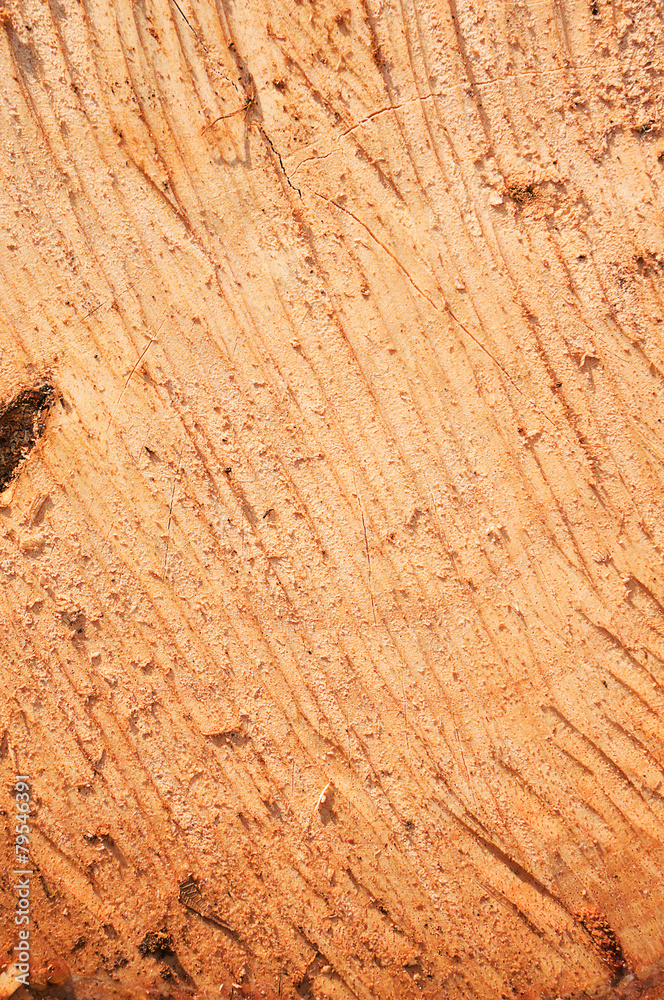 Fototapeta premium Cut wood surface