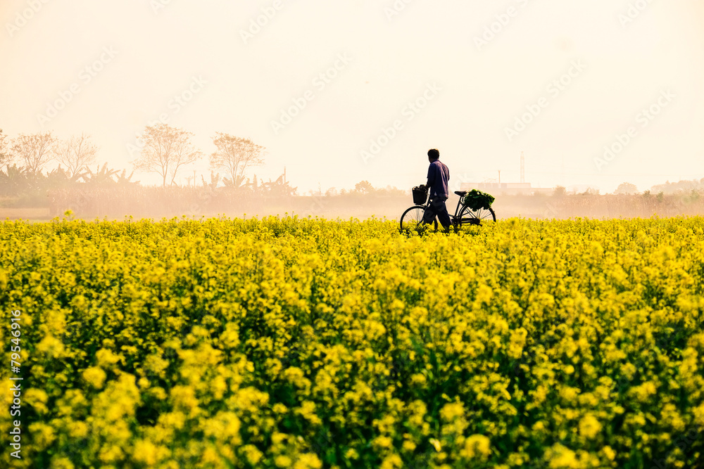 Yellow rapeseed flower field in Nothern of Vietnam. Yellow rapeseed flower field in Nothern of Vietnam.