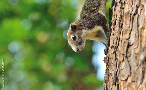 Close up half the squirrel chipmunk photo