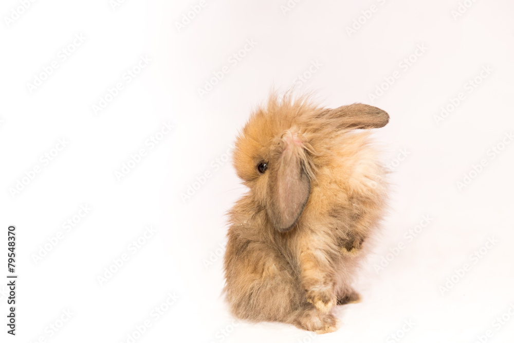 Fototapeta premium Easter bunny on white background