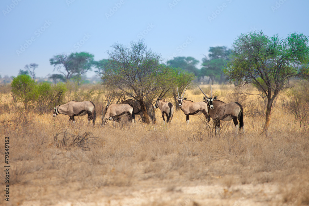 Group of Oryx gazelle in Kalahari Desert, Botswana, south Africa Group of Oryx gazelle in Kalahari Desert, Botswana, south Africa