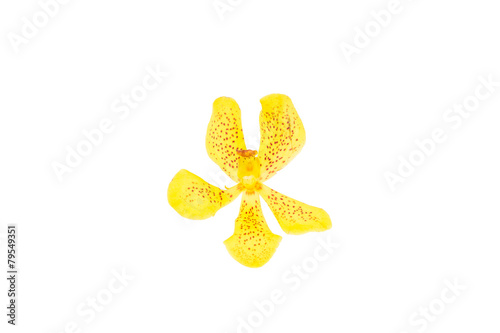 Mokkara yellow Orchid flower  isolated on white photo