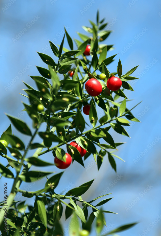 Red Holly berries and spiny leaves