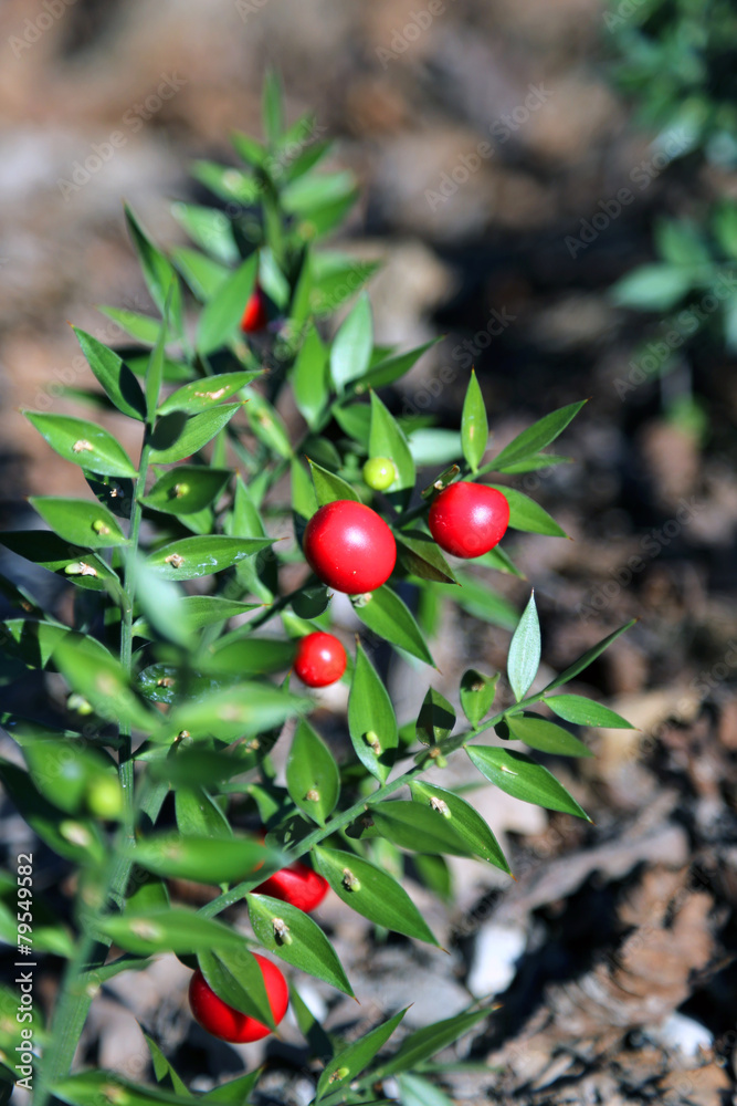 Red Holly berries and spiny leaves