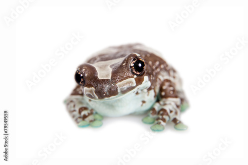 Amazon Milk Frog isolated on white photo