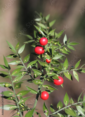 Fotografie Red Holly berries and spiny leaves