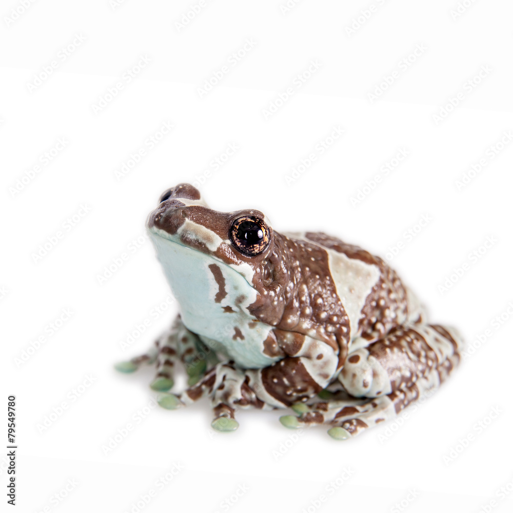 Obraz premium Amazon Milk Frog isolated on white