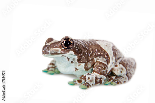 Amazon Milk Frog isolated on white photo