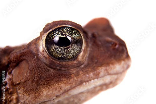 The cuban toad, Bufo empusus, on white photo