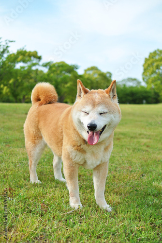 目をつぶる柴犬