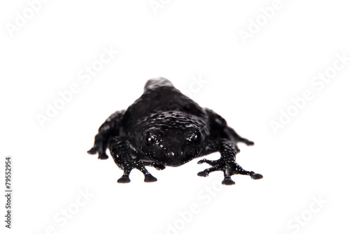 Theloderma ryabovi, rare spieces of frog on white photo