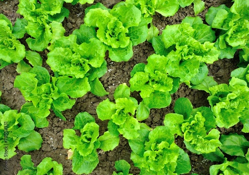  green lettuce crops in growth 
