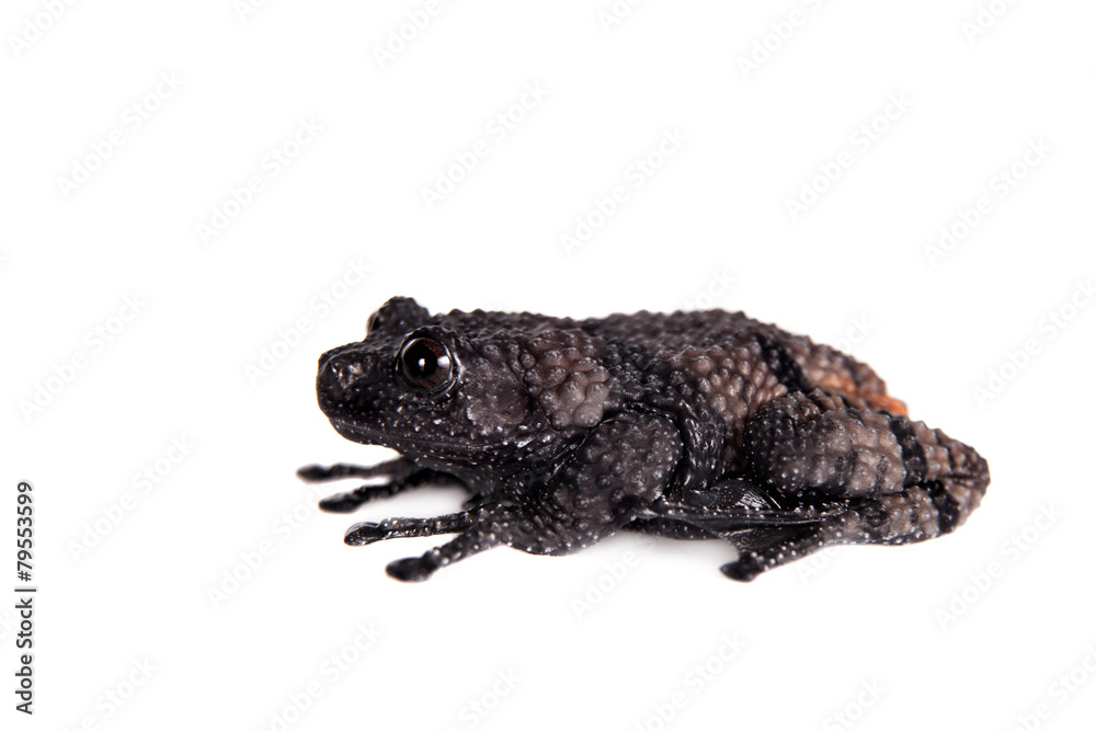Theloderma ryabovi, rare spieces of frog on white