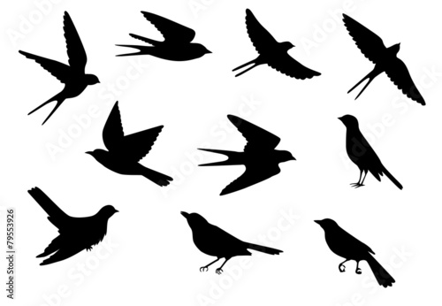 birds pattern