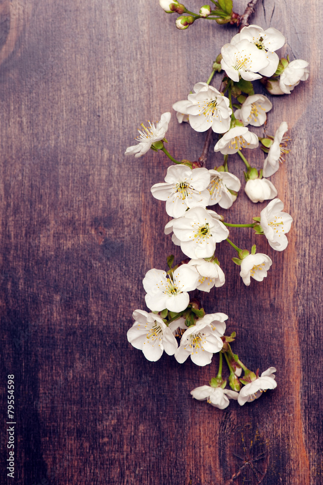 Blooming apple tree in spring. top view Blooming apple tree in spring. top view