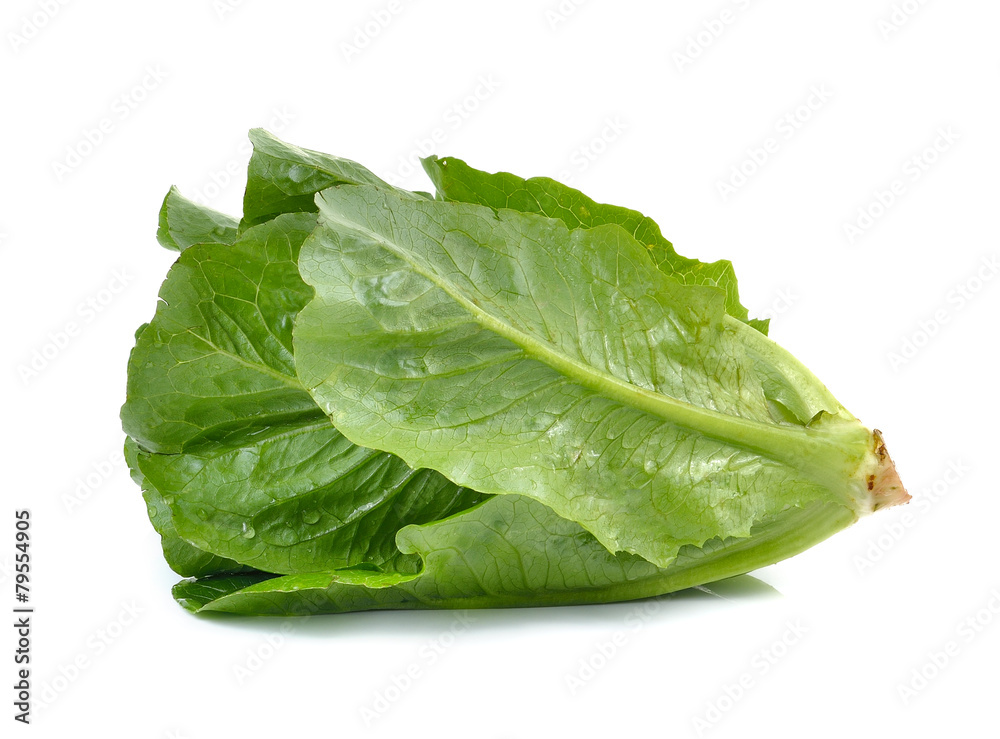 Cos Lettuce on White Background Cos Lettuce on White Background