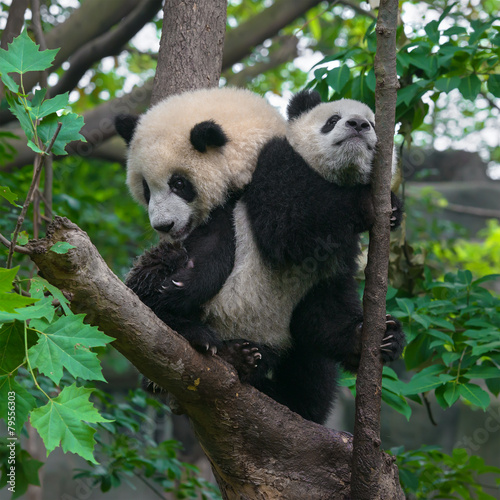Cute young panda bears playing in tree