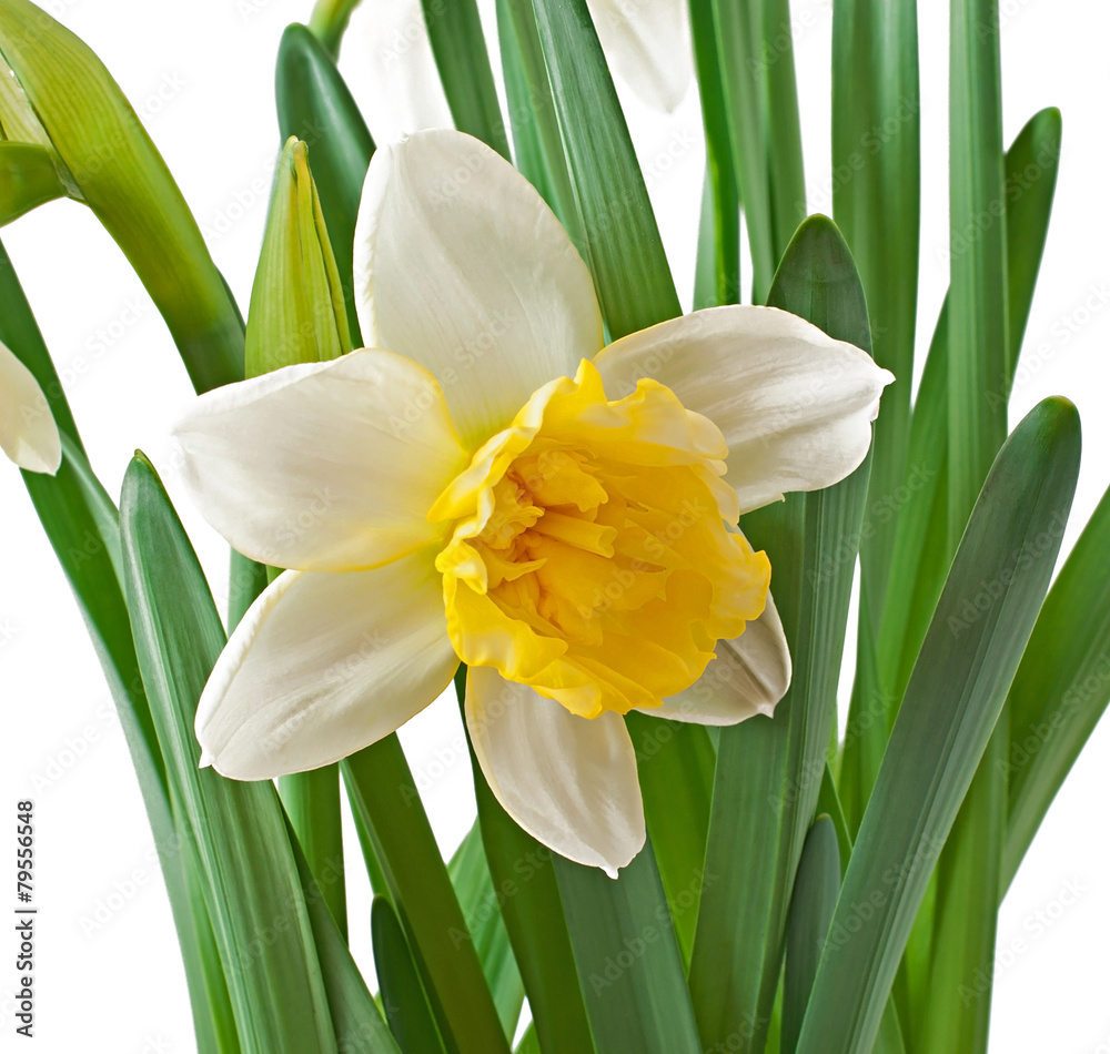 Spring flowers narcissus isolated on white background. Spring flowers narcissus isolated on white background.