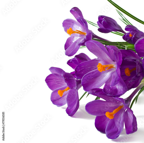 Fototapeta Naklejka Na Ścianę i Meble -  Spring bouquet of purple crocuses isolated on white background