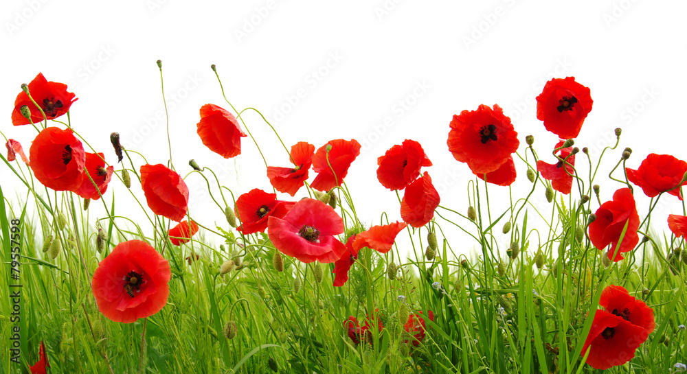 Obraz premium Czerwony mak