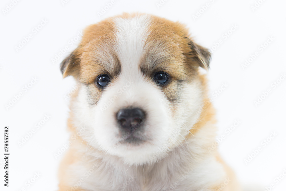 Portrait dog puppy isolate