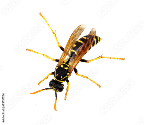 wasp © Alekss