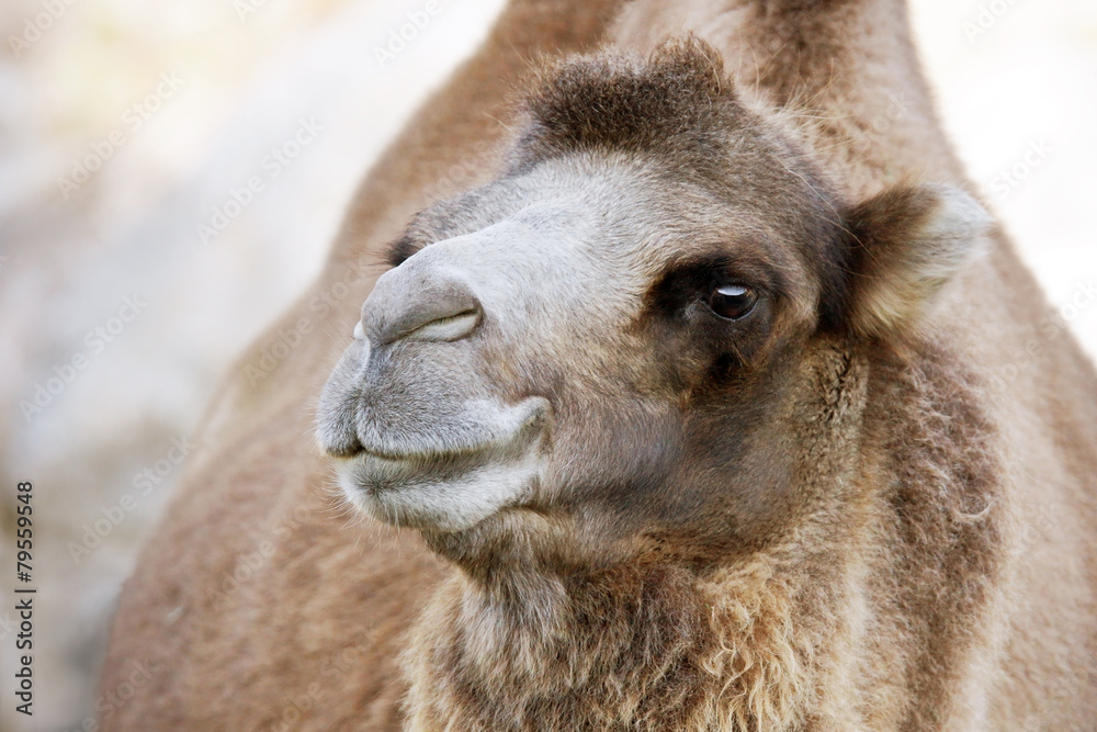 Cute Bactrian camel