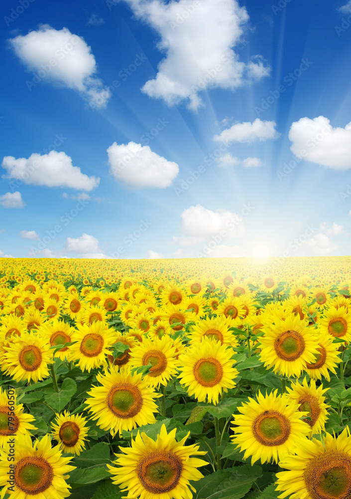 field of sunflowers field of sunflowers