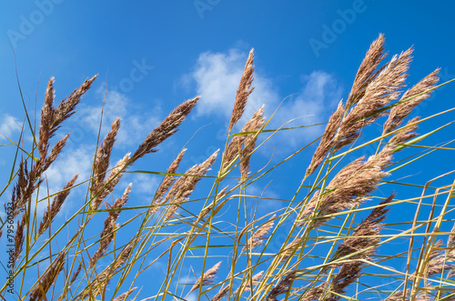 Reed against the blue sky with clouds