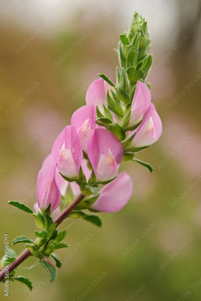 Obraz premium Ononis