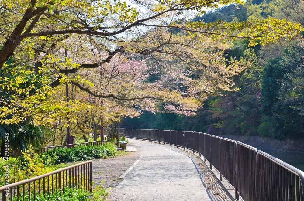 Fototapeta premium 東山自然緑地ジョギングコース