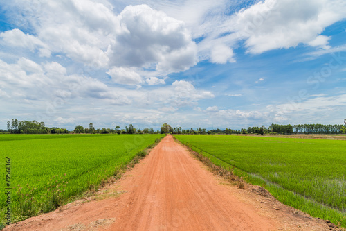 countryside farm track running through rice fields on the thaila