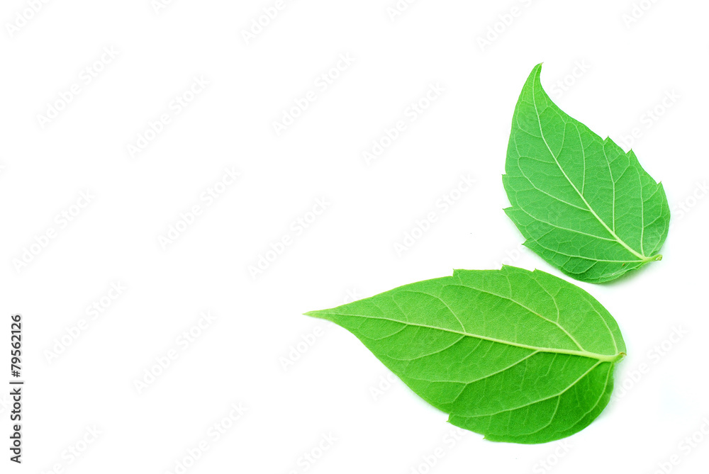 Obraz premium leaf on white background
