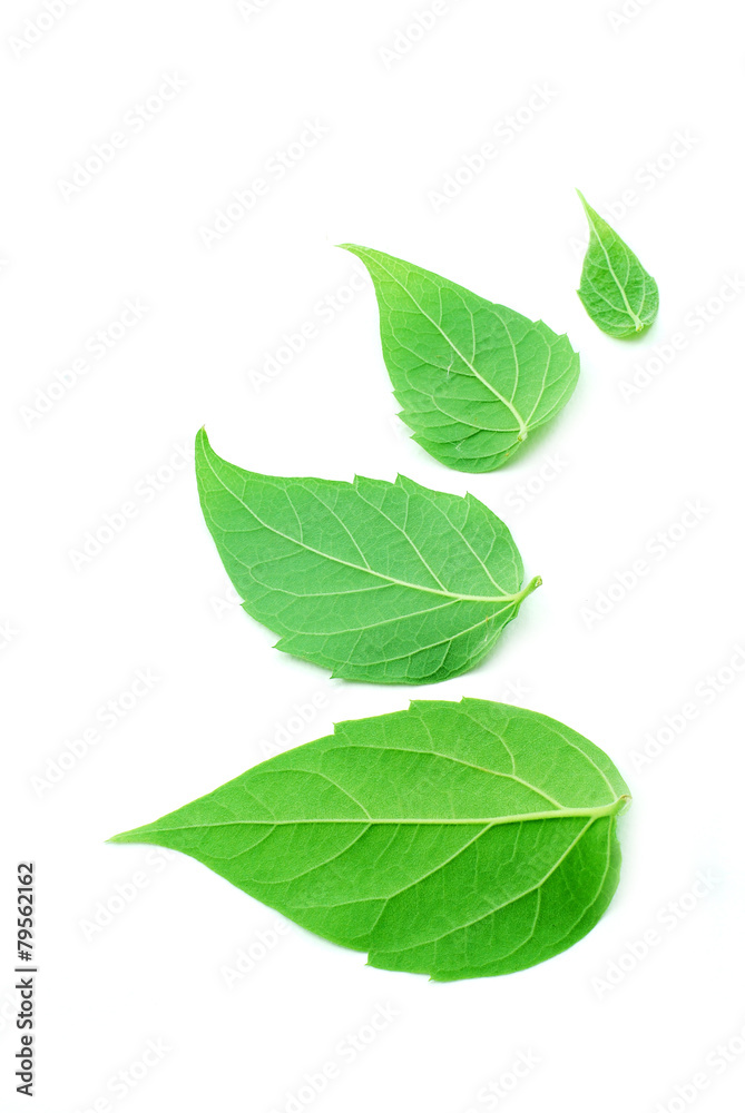 leaf on white background leaf on white background