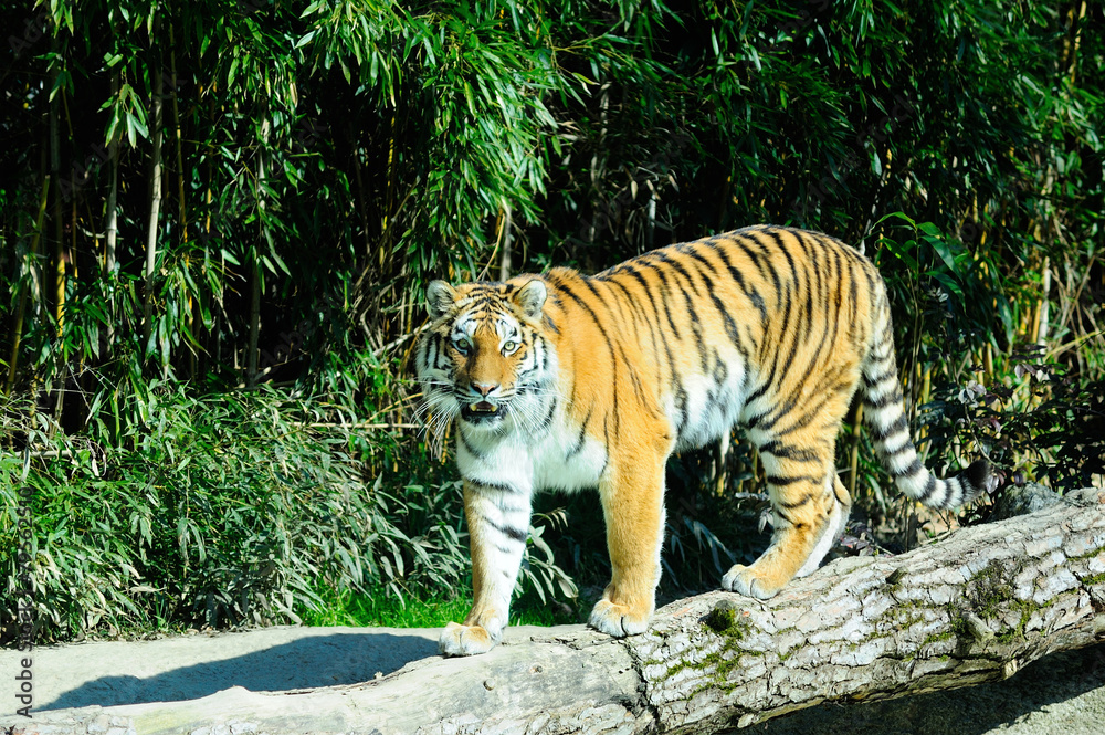 Fototapeta premium Tigre 2