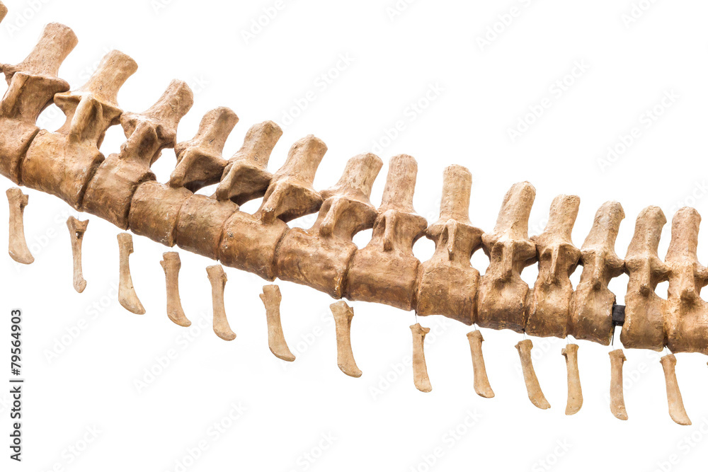 dinosaur skeleton, tyrannosaurus rex dinosaur skeleton, tyrannosaurus rex