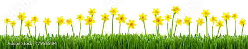 Blumenwiese mit Narzissen als Hintergrund