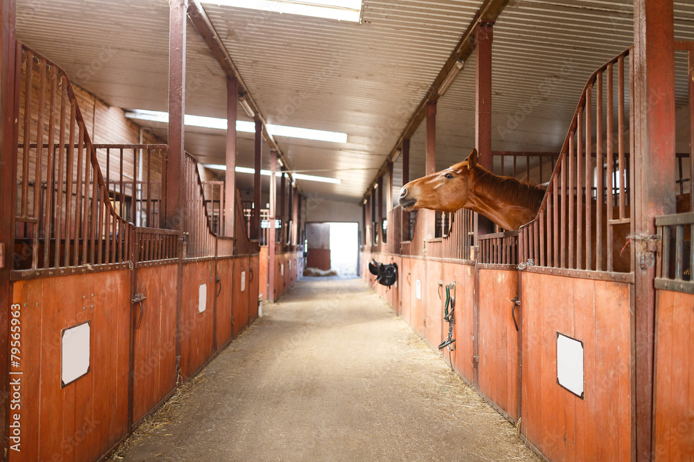Fototapeta premium Horse in a stable
