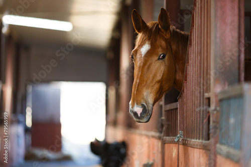 Horse in a stable