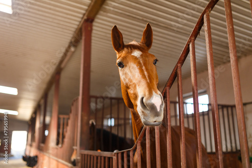 Fototapeta Naklejka Na Ścianę i Meble -  Horse in a stable