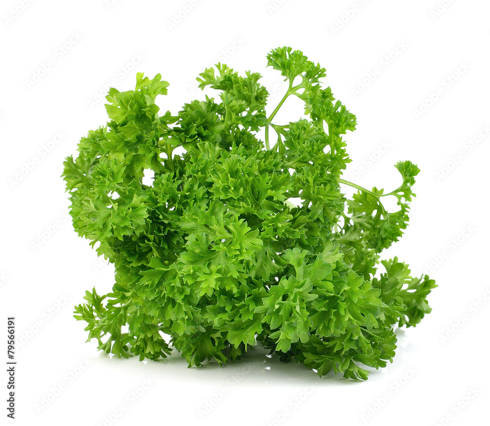 green leaves of parsley isolated on white background green leaves of parsley isolated on white background