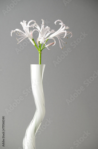 Fototapeta Naklejka Na Ścianę i Meble -  nerine in weißer vase vor grauem hintergrund