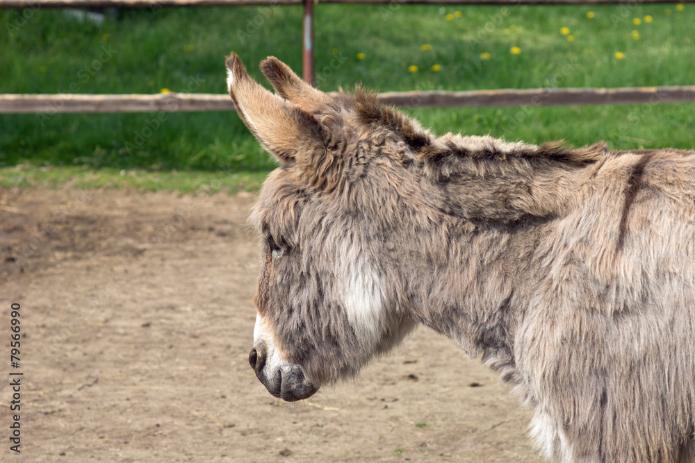 Fototapeta premium Esel