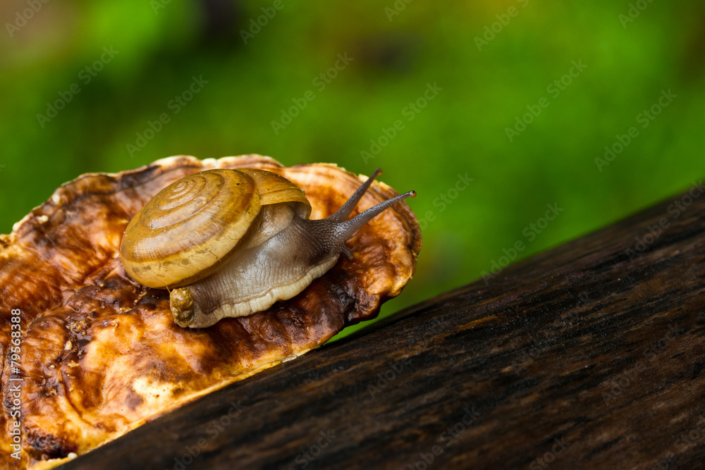 snail on the mushroom