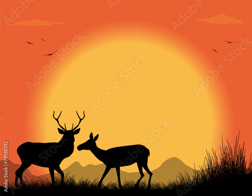 coppia di cervi al tramonto