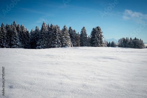 Arbres sur la neige © petrus75016