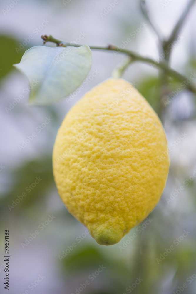 flowers,lemon