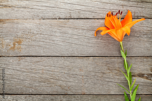 Fototapeta Naklejka Na Ścianę i Meble -  Orange lily flower