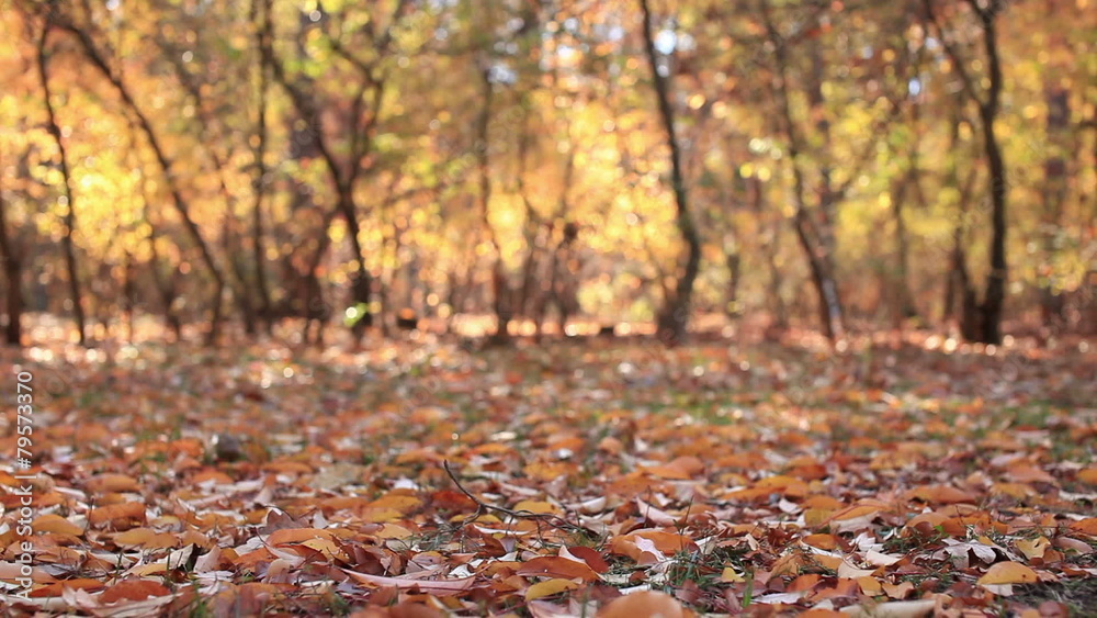Autumn forest landscape with leaves. Slider slow movement Autumn forest landscape with leaves. Slider slow movement