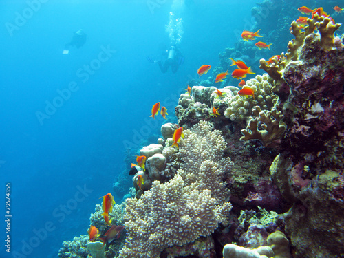 coral reef with fishes anthias - underwater